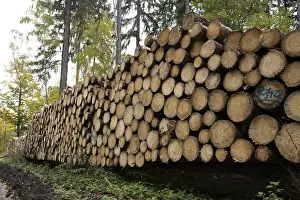 Northern Germany Forest Scene Prints: Logging in the Harz Mountains, forest work