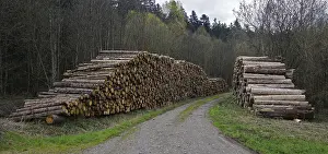 Logging Industry Prints: Logging, lumberjacking, forestry