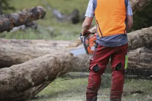 Timber Industry Germany Prints: Logging work in the local forest