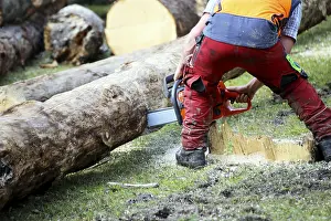 Bavarian Landscape Photo Prints: Logging work in the local forest