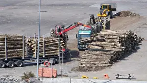 Timber Trade Sweden Prints: Logs are loaded onto large trailers