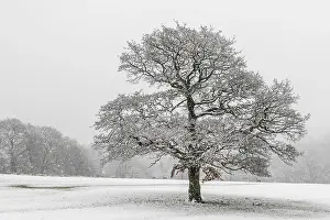 White Studio Background Image Prints: A lone tree in the snow