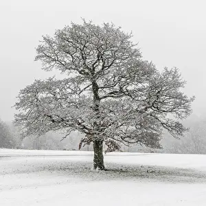 Deserted Winter Scene Prints: A lone tree in the snow