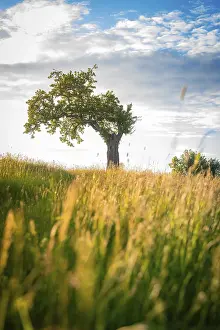 Lone Tree In Meadow Prints: A lone tree stands in a meadow under a cloudy sky