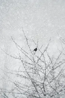 German Winter Landscape Prints: Lone tree in winter, Germany