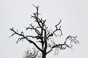 German Winter Landscape Prints: Lone tree in winter, Germany