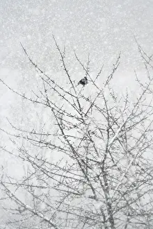 Central European Trees Prints: Lone tree in winter, Germany