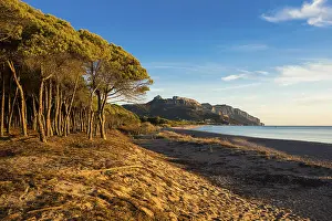 Morning Light On The Shore Prints: Lonely sandy beach and pine forest