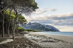 Sunset In Italy Prints: Lonely sandy beach and pine forest