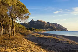 Lonely Coast Prints: Lonely sandy beach and pine forest