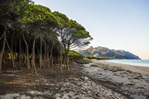 Evening Light On The Ocean Prints: Lonely sandy beach and pine forest