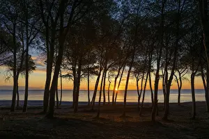 Morning Light Nature Reserve Prints: Lonely sandy beach and pine forest