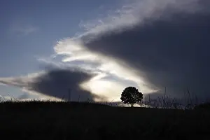 Free Standing Trees Germany Prints: Lonely tree in front of a dramatic sky