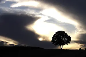 Atmospheric European Scenery Prints: Lonely tree in front of a dramatic sky