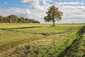Farmland Landscape Prints: Lonely tree in the field
