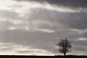 Austrian Countryside Scene Prints: Lonely tree on a field in backlight, St