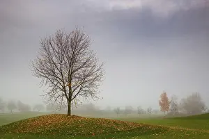 Deserted Golf Landscape Prints: Lonely tree on a golf course