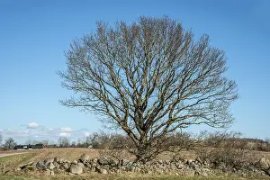 Ystad Municipality Scenery Prints: Lonely tree, not yet with leaves in spring