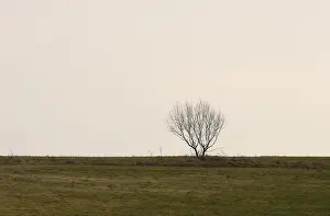 Peaceful Nature Scene Prints: Lonely tree on a meadow