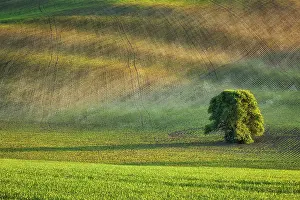Desolate Countryside Scene Prints: Lonely tree in rolling fields landscape of Moravia