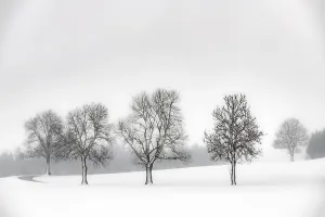 Southern Germany Winter Landscapes Prints: Lonely trees in wintry landscape