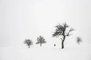 Deserted Bavarian Countryside Prints: Lonely trees in wintry landscape