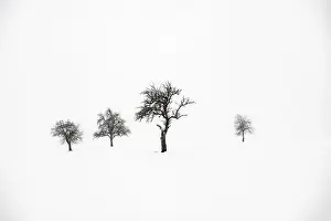 Wintry Landscape Prints: Lonely trees in wintry landscape