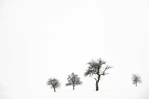 Snowy Bavaria Landscape Prints: Lonely trees in wintry landscape