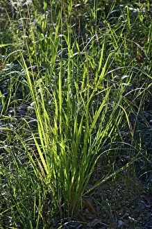 Open Air Photography Prints: Long grass at the wayside