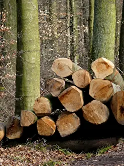 German Winter Landscape Prints: Long logs in the winter forest