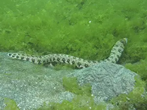 Images Dated 2nd August 2024: A Long Moray Eel Print