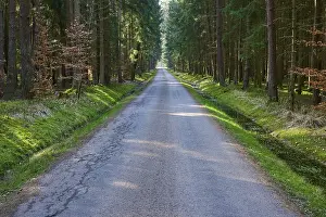 Southern Germany Nature Scenery Prints: Long, quiet, straight path through a dense