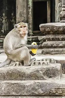 Prints of Long tailed macaque monkey with mango fruit, Angkor Wat, Cambodia Angkor Prints: Long Tailed Macaque Monkey with Mango Print, Angkor Wat