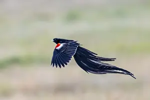 Passerine Bird Species Africa Prints: Long-tailed Widowbird (Euplectes progne) in flight