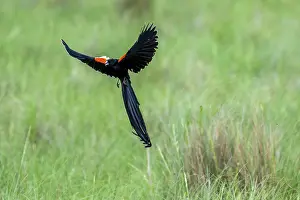 In Flight Bird Photography Tips Prints: Long-tailed widowbird (Euplectes progne) in flight