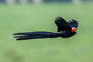 Wild Animal Photography RSA Prints: Long-tailed widowbird (Euplectes progne) in flight