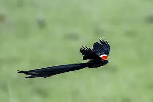 Wild Animal Photography RSA Prints: Long-tailed widowbird (Euplectes progne) in flight