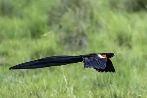 Prints of Long-tailed widowbird (Euplectes progne) in flight, South Africa Related Prints: Long-tailed Widowbird in Flight Print, South Africa