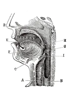 Historical Medical Artwork Prints: Longitudinal section of a human head