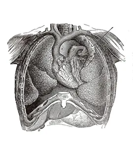 Human Torso Anatomy Prints: Longitudinal section of a human torso