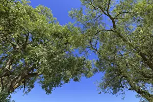 Willow Trees Germany Prints: Look into the tops of two willow trees