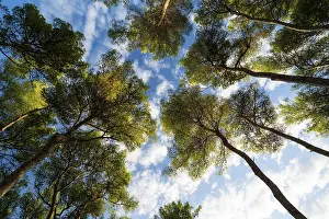 Eastern European Landscape Prints: Looking up through the pine trees in croatia