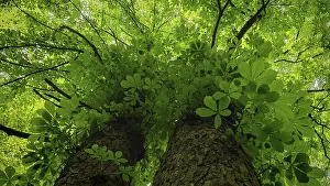 Thuringian Forest Nature Park Prints: Looking up at towering trees with thick