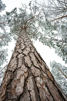 Black Forest Winter Prints: Looking up along a tree trunk in winter