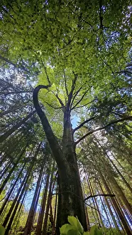 Blue Sky Prints: Looking up to the treetops against a blue sky