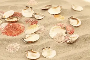 Bivalve Shell Collection Prints: Lot of shells is located on sandy background