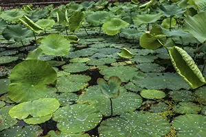 Deserted Water Scene Prints: Lotus