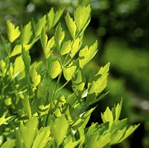 Empty Landscape Photography Prints: Lovage
