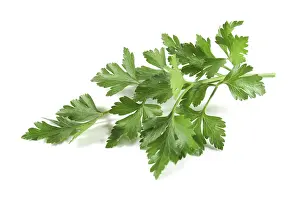 Uninhabited Landscape Photography Prints: Lovage