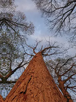 Travel Photography Sunset Scene Prints: Low angle of a lush tree at sunset